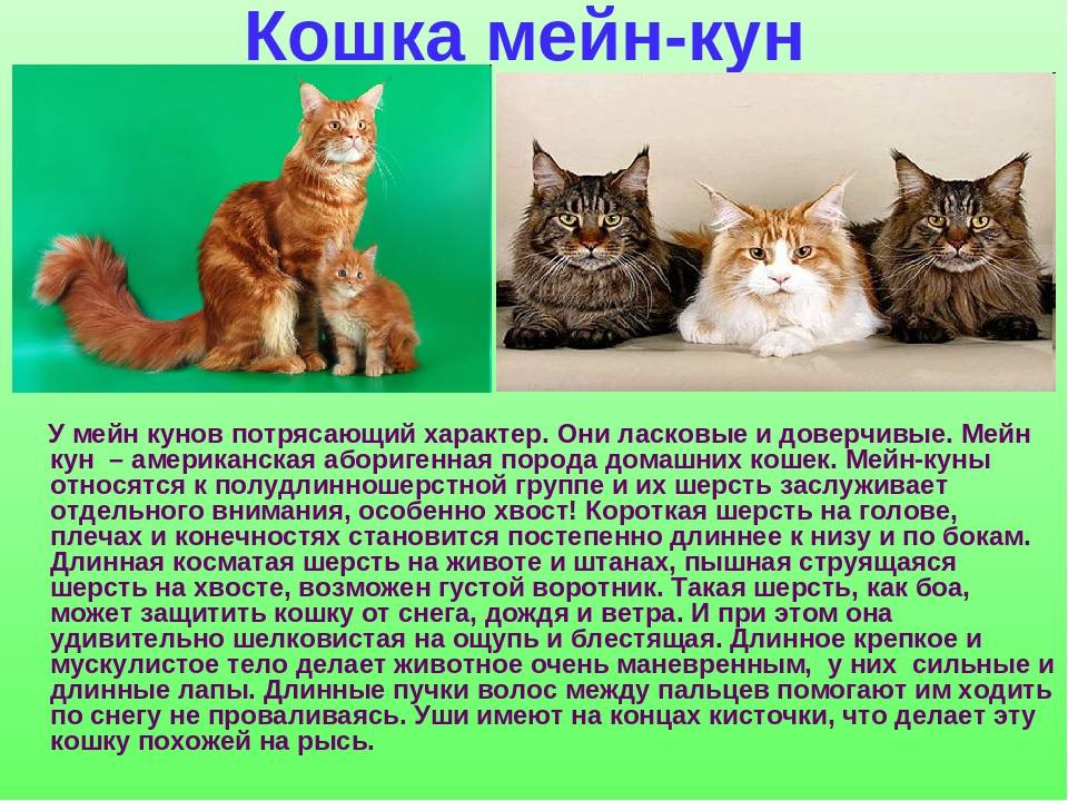 Анатолийская кошка: аристократка уличного происхождения