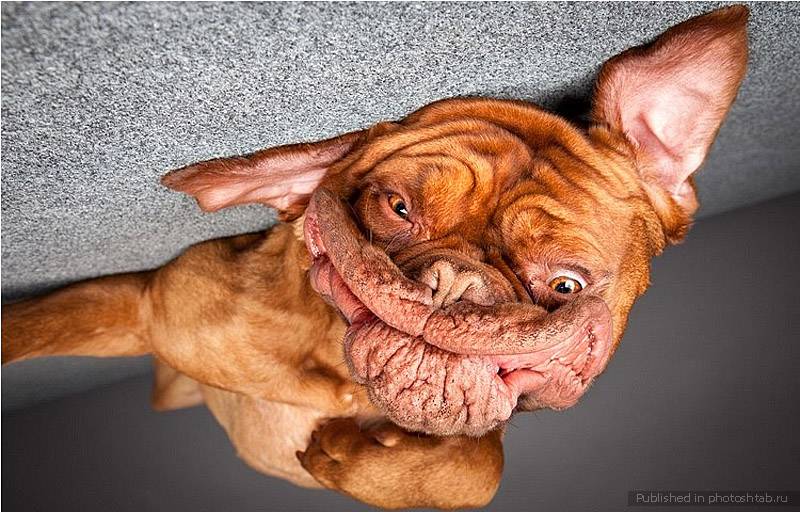 7 самых смешных и необычных пород собак в мире: прикольные и странные собаки, характеристика и стоимость щенков