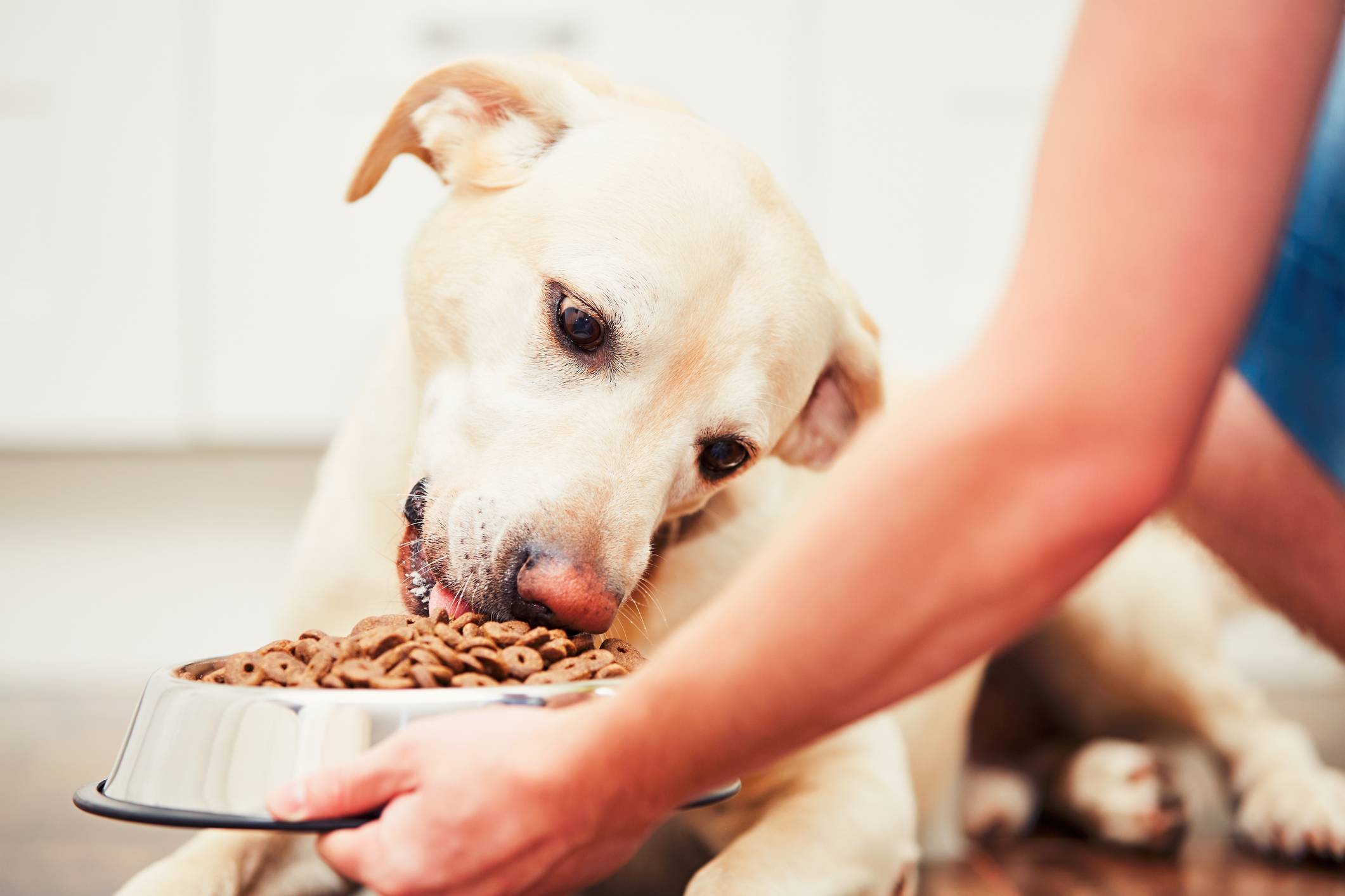 Почему собака не ест сухой корм, а другую пищу ест?