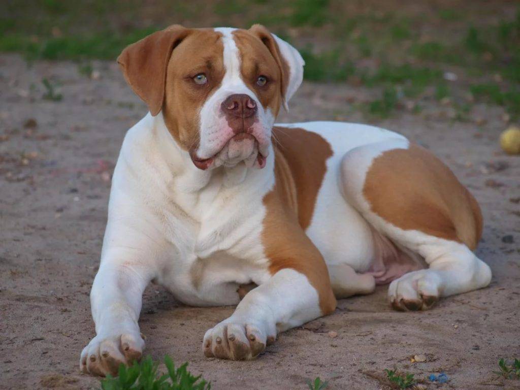 Описание породы собак американский бульдог с отзывами владельцев и фото