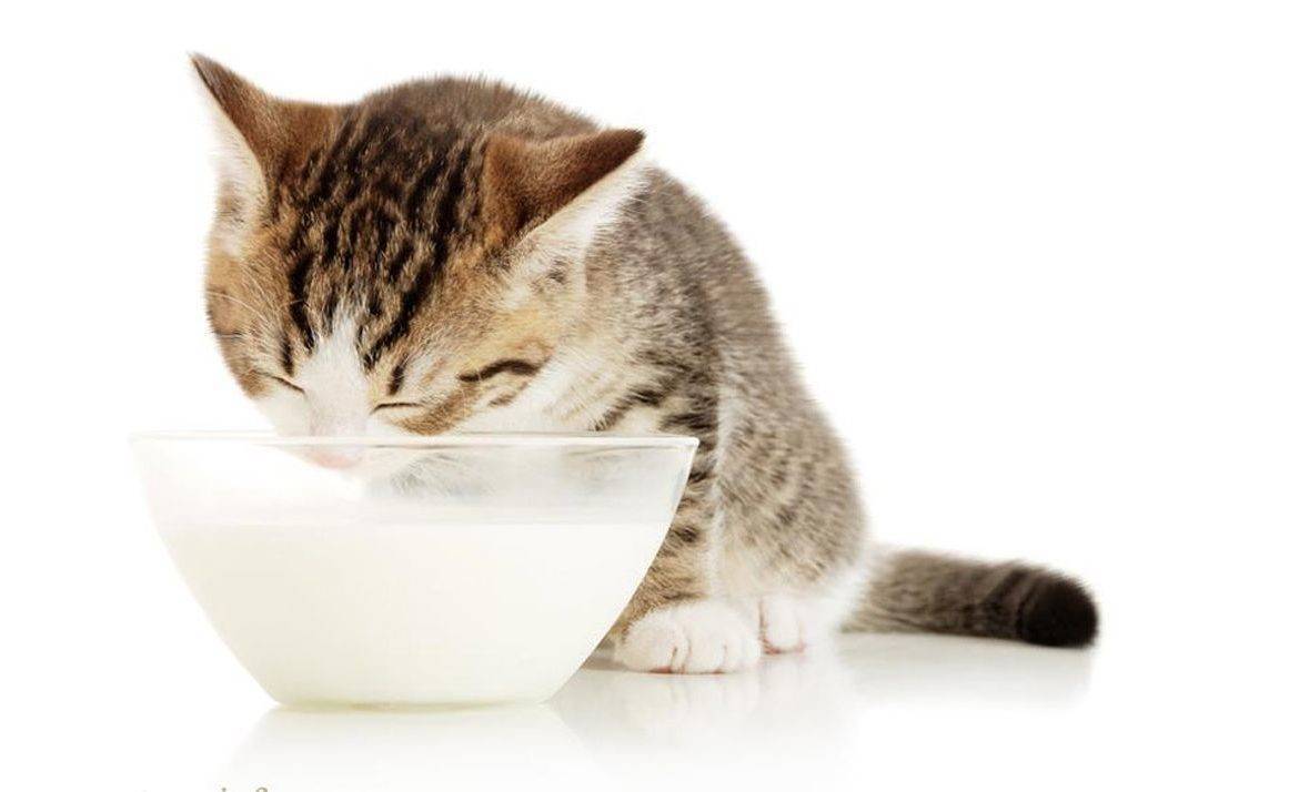 Можно ли котам молочные продукты: чем заменить, вред, польза