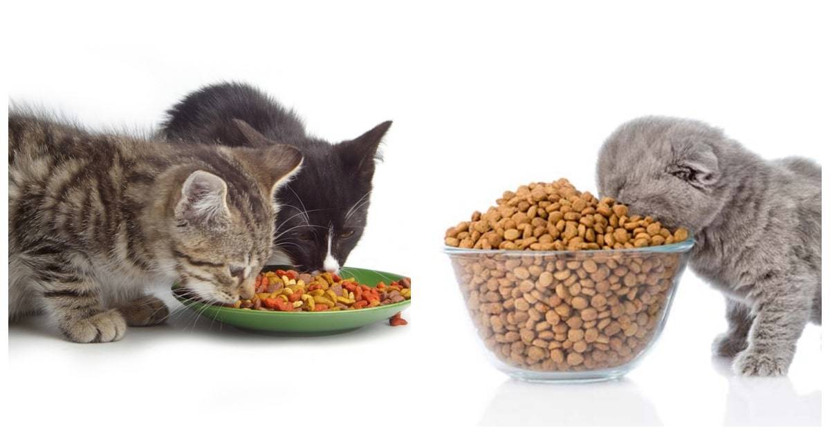 Чем нельзя кормить кошек: список запрещенных продуктов