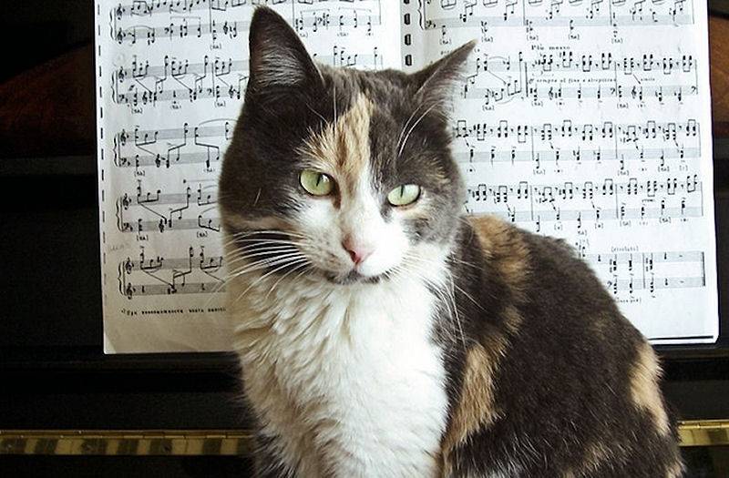 Какую музыку любят собаки и кошки !?