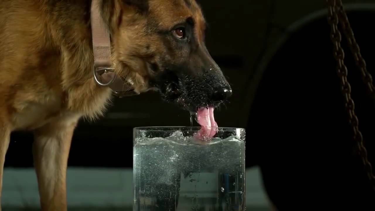 Сколько дней проживет собака или щенок совсем не потребляя еду и воду