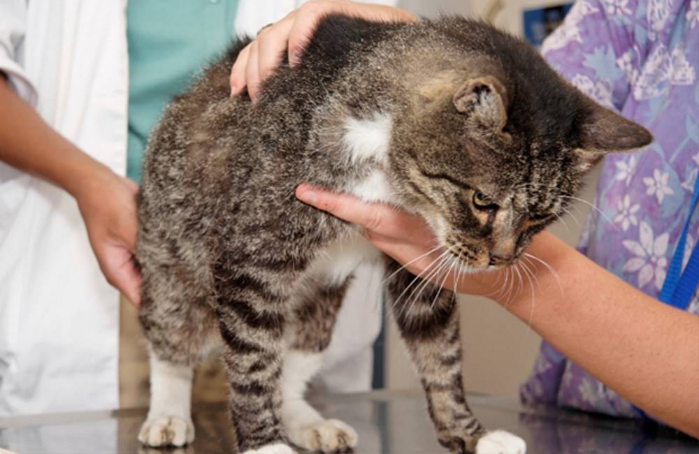 Кот не ест и не пьет: причины состояния, когда нужно бить тревогу  | блог ветклиники "беланта"