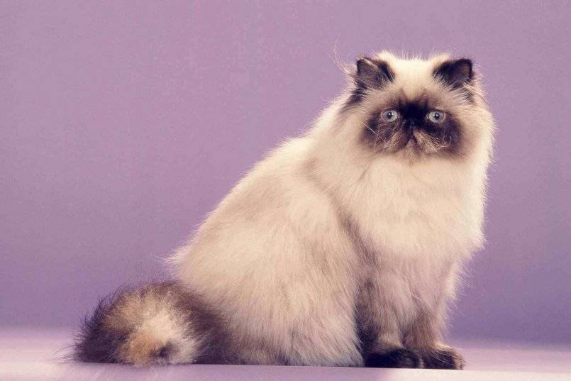 Гималайская кошка: фото, описание, характер, содержание, отзывы