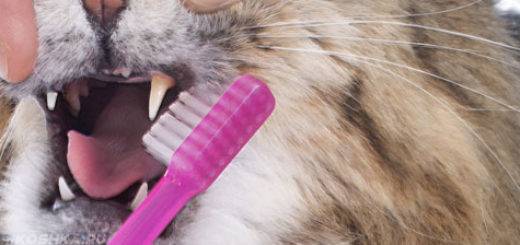 Болезни зубов у кошек (симптомы) - лечение в клинике зоостатус