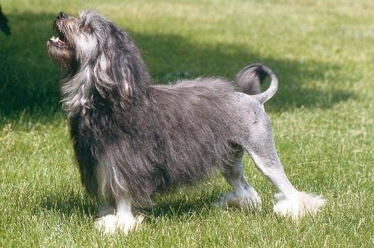 Левхен: стандарт малой львиной собаки, как содержать и ухаживать за породой, выбор щенков, цены, дрессировка, полезные фото и отзывы