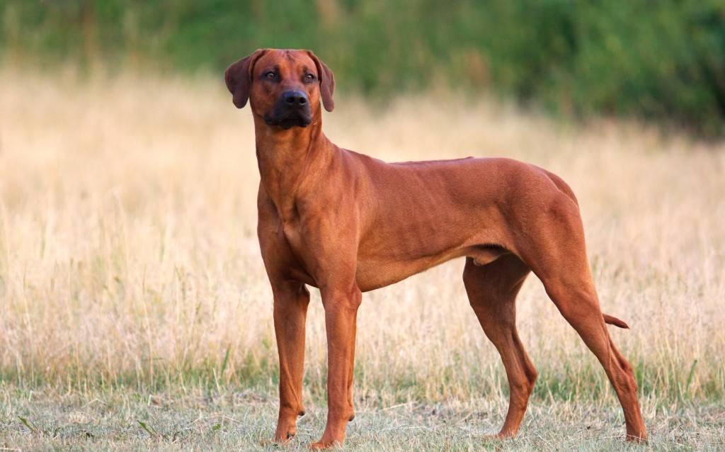 Порода собак родезийский риджбек: подробная характеристика, содержание, уход