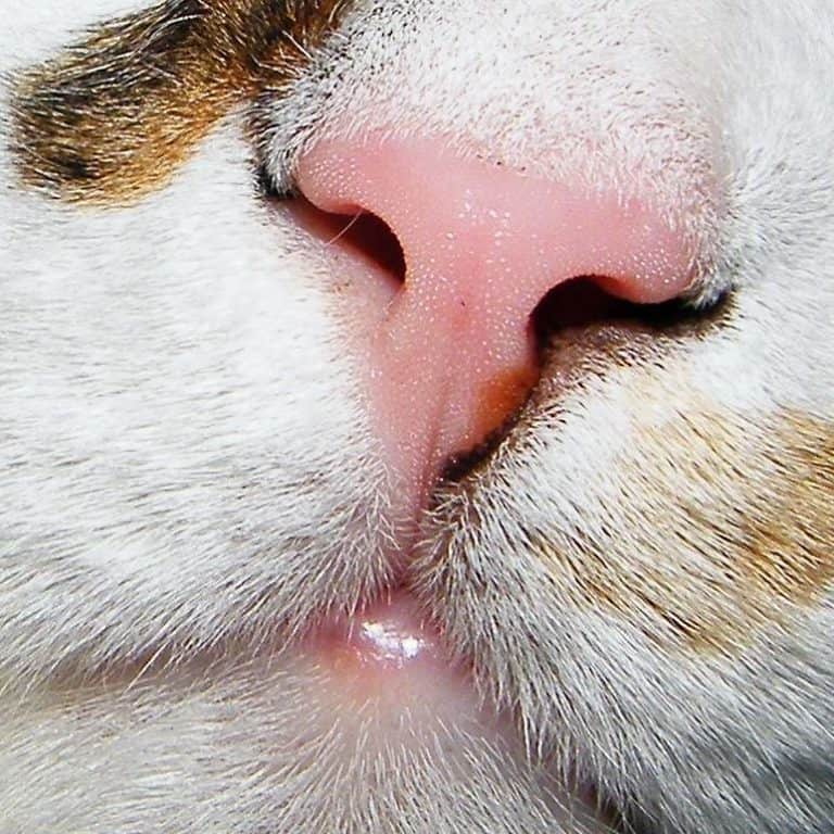 Почему у кошки сухой или влажный нос