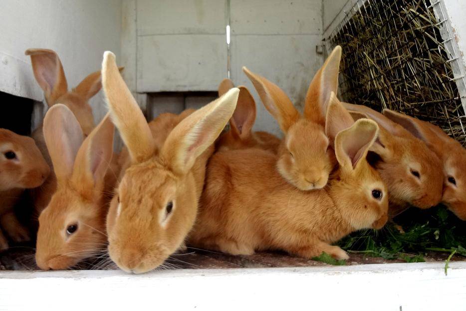 Кролики бургундской породы описание с фото