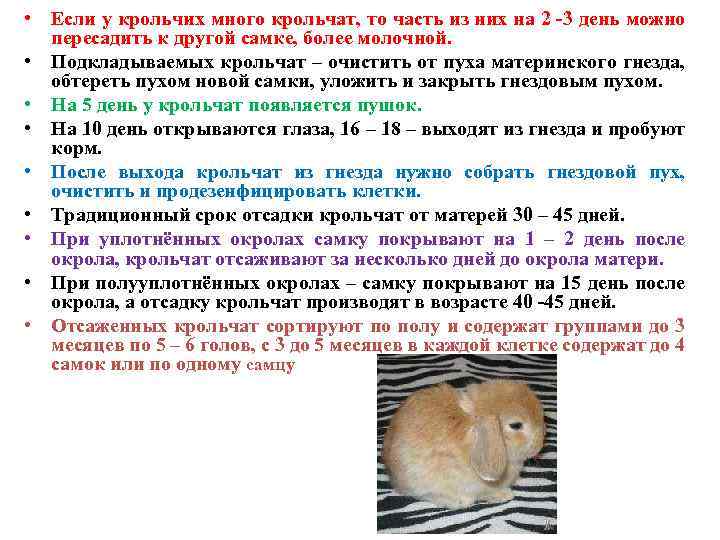 ✅ сколько длится беременность у кролика: как определить, что крольчиха беременна - tehnomir32.ru