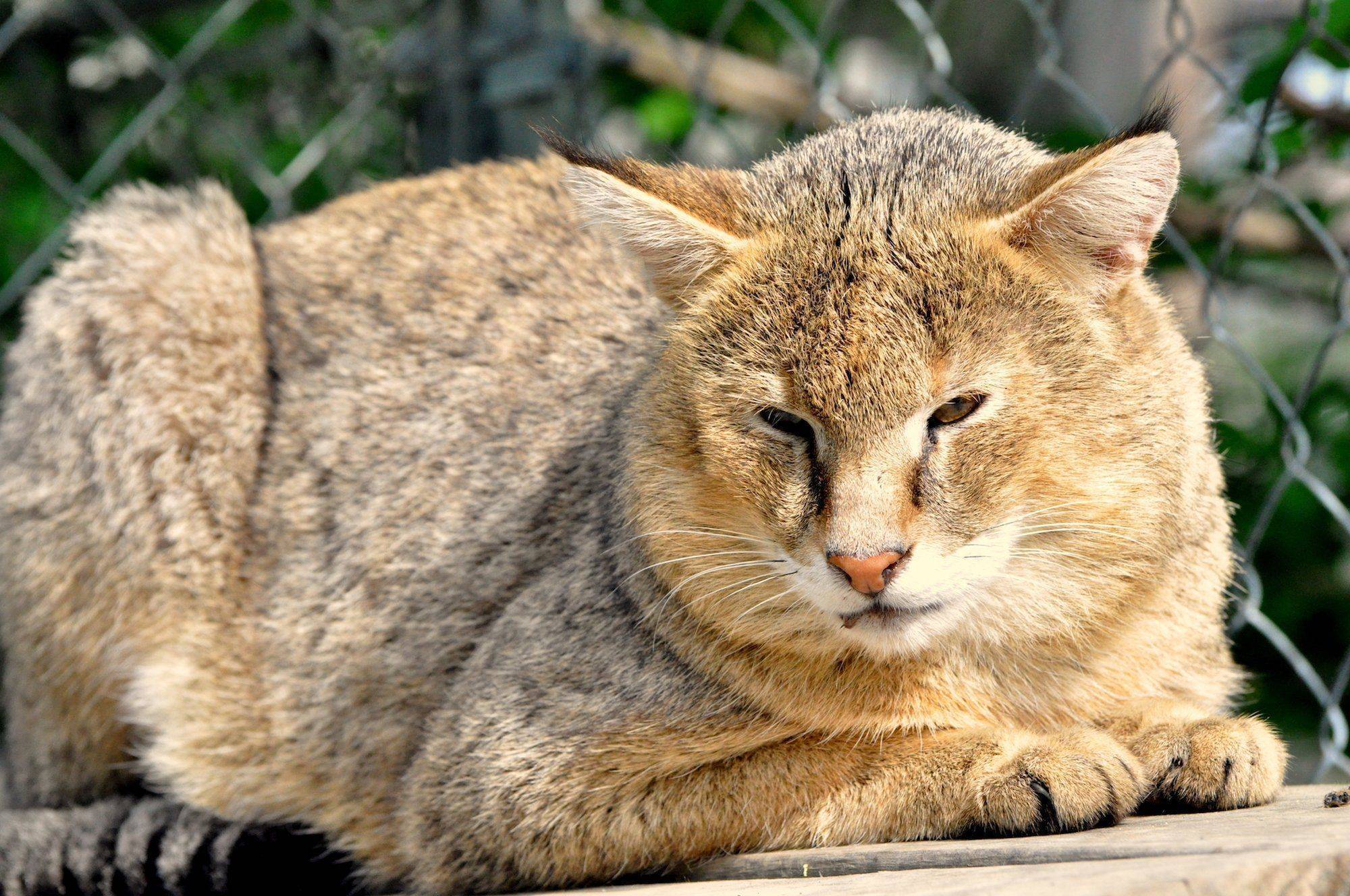 Камышовый кот: варианты названия пород и размеры животного