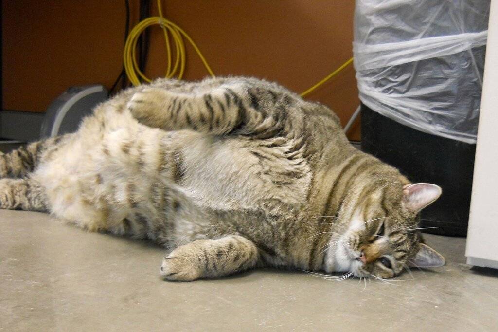 Сколько весит самый толстый кот в мире?