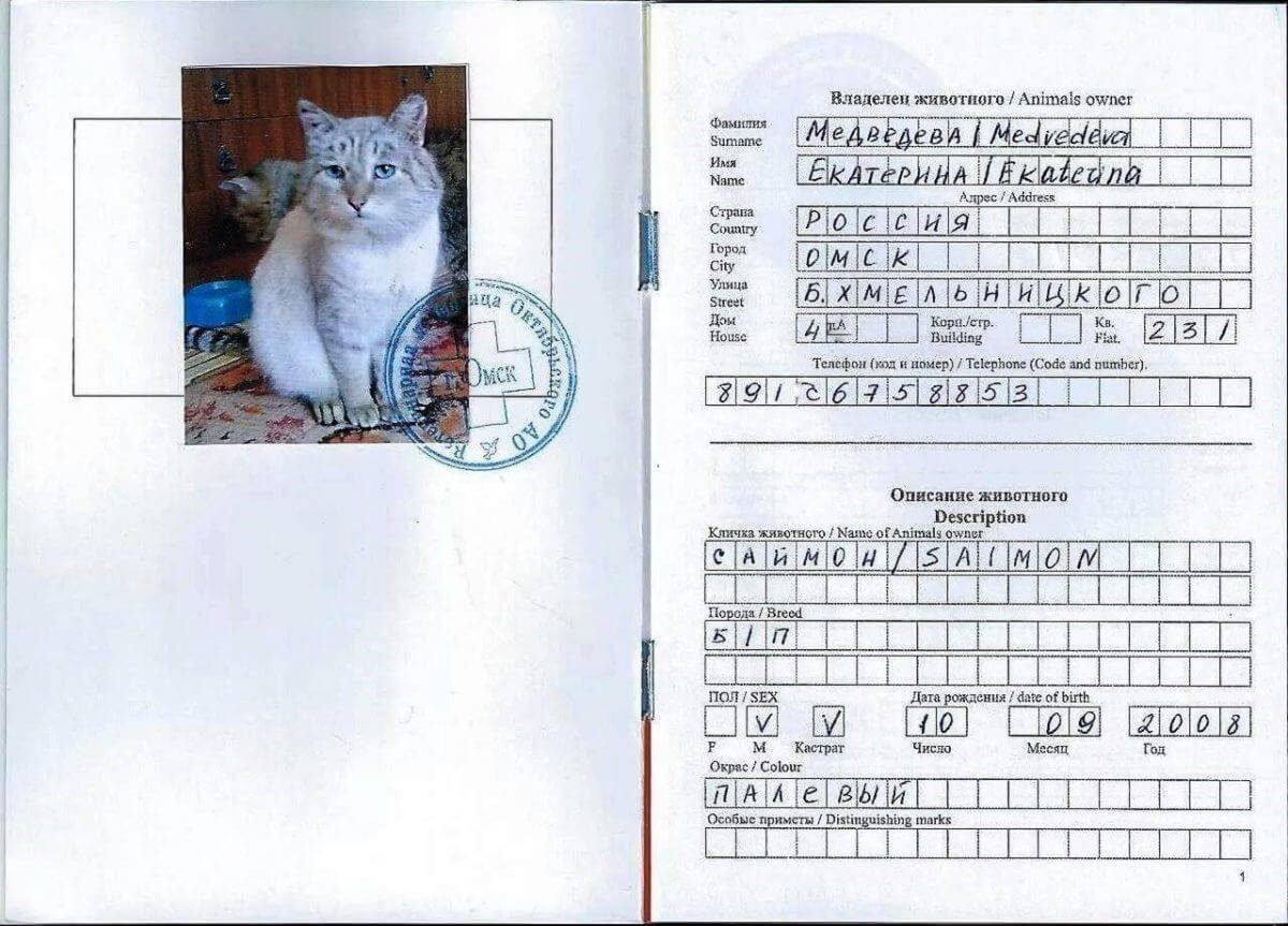 Как сделать и заполнить паспорт кошке, взрослой и беспородной, из личного опыта