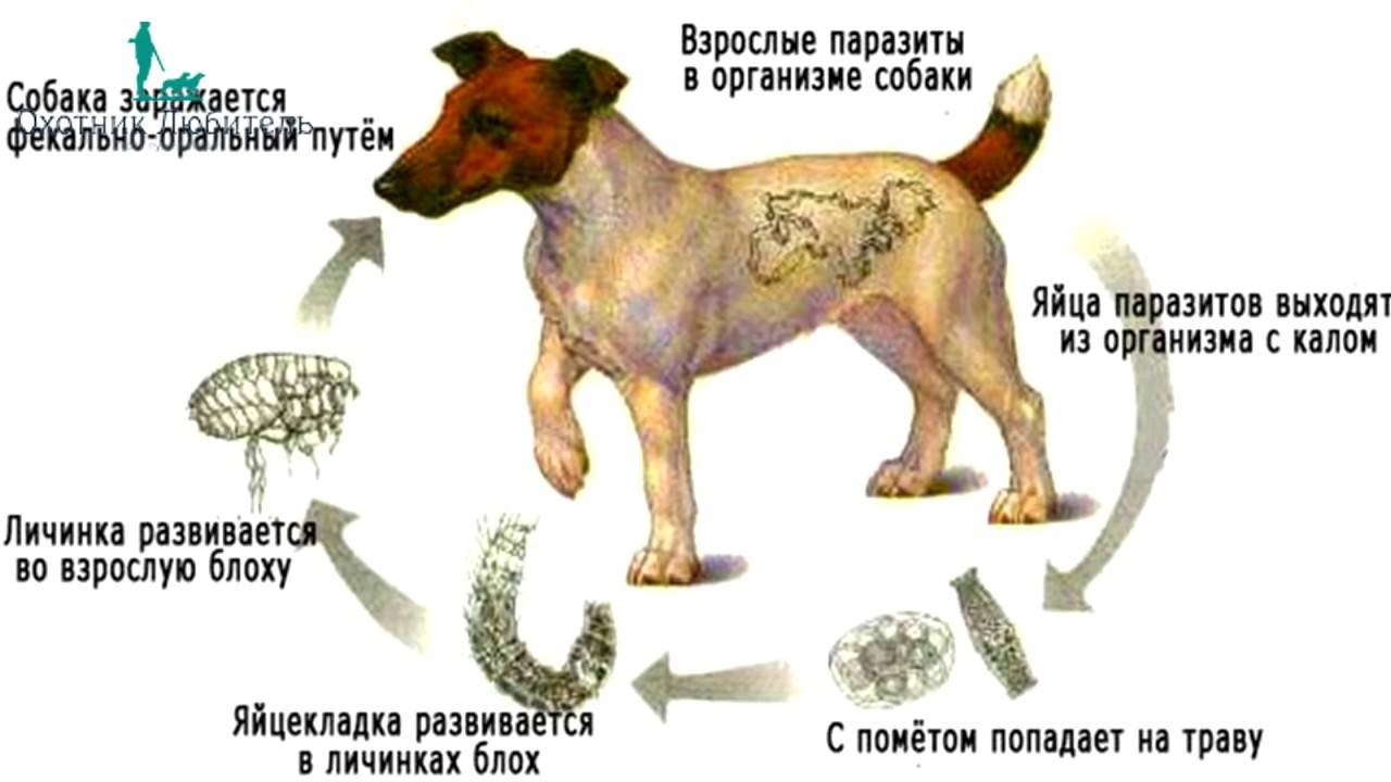 Дирофиляриоз собак