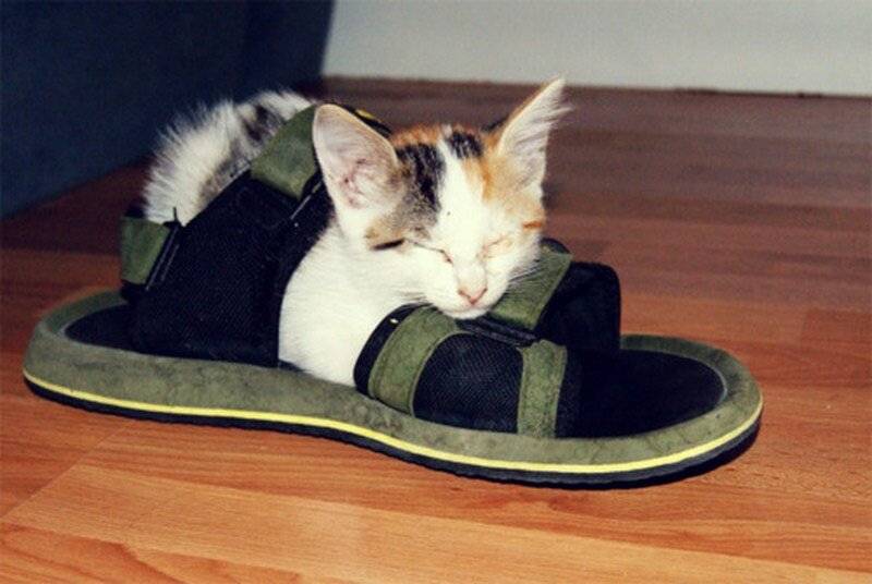 Как научить кота приносить тапочки - это реально! | gafki.ru | яндекс дзен