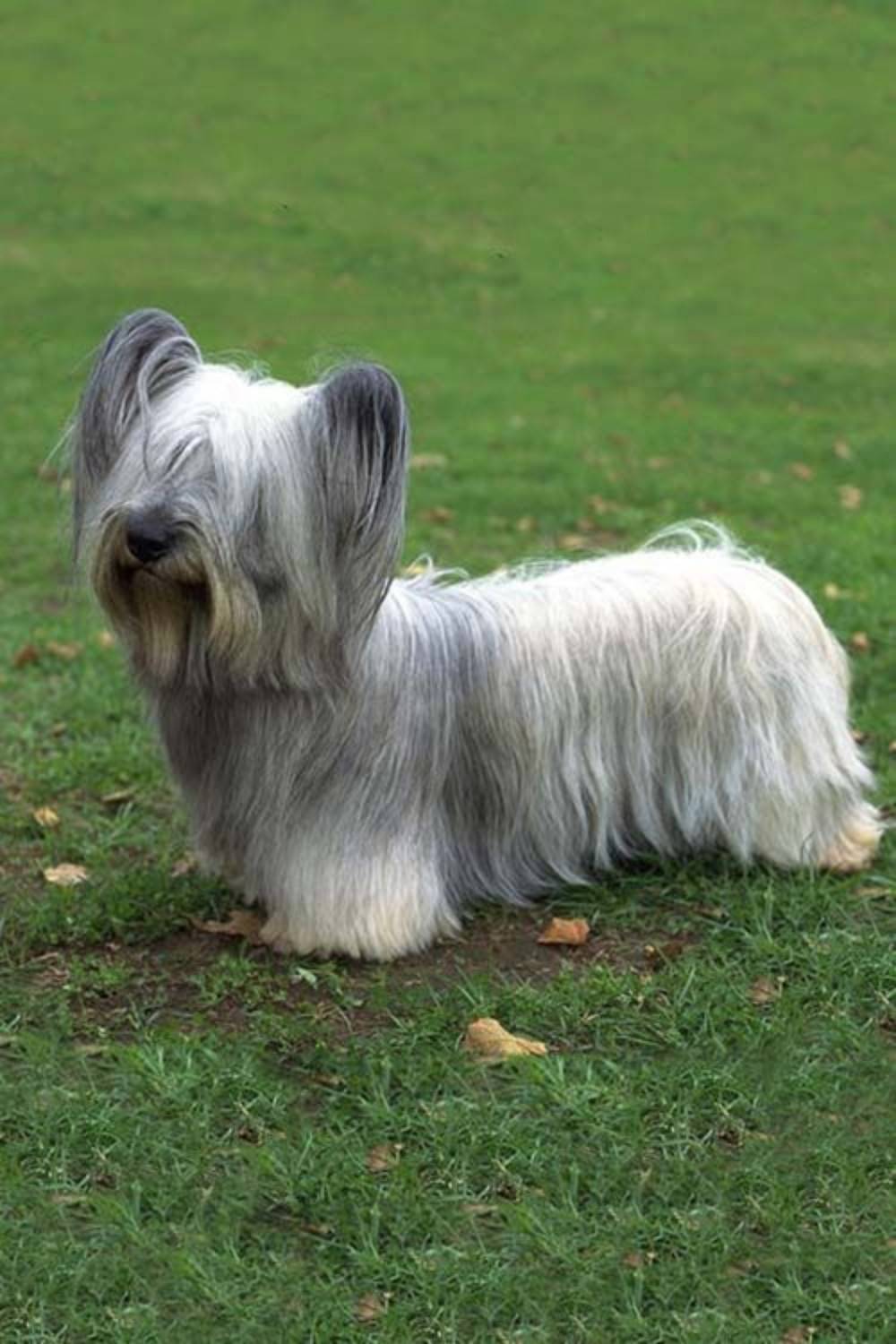 Скай терьер. Скай терьер Skye Terrier. Порода собак скартерьер. Скай терьер щенки.