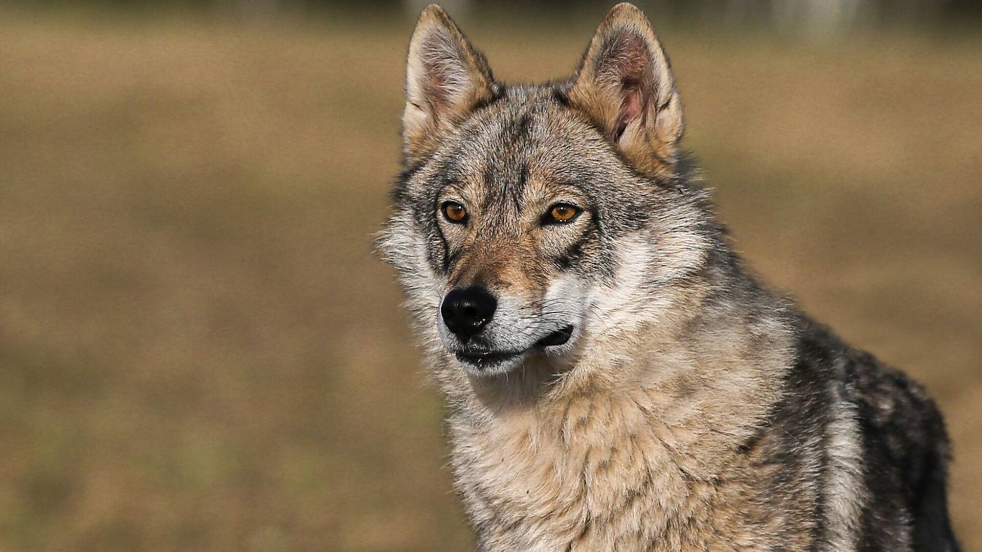 Чехословацкая волчья собака (чешский волфхунд, чехословацкий волчак)