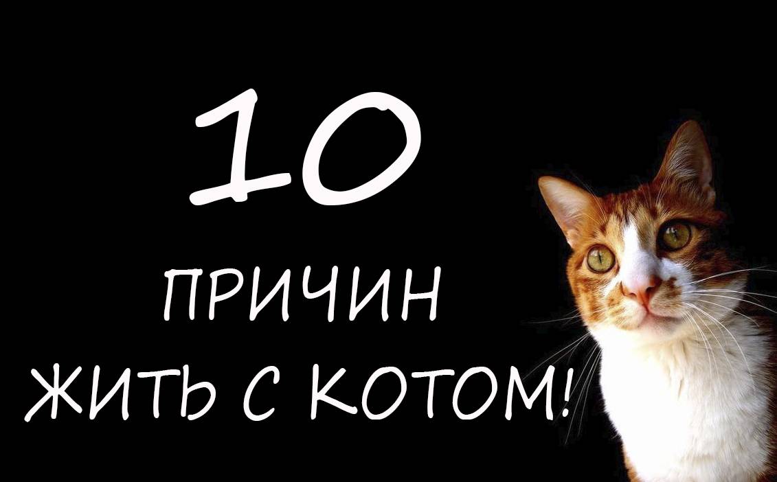 10 причин завести в своем доме кота
