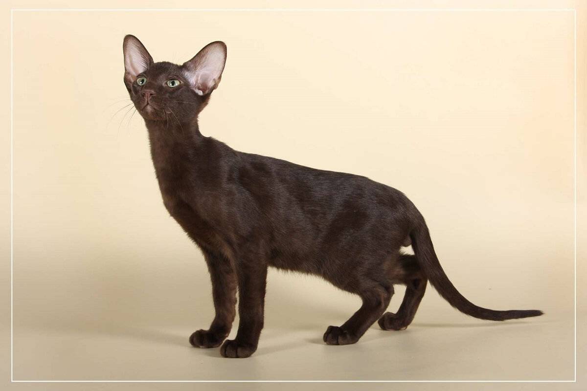 Гавана браун (гавана) - порода кошек - информация и особенностях