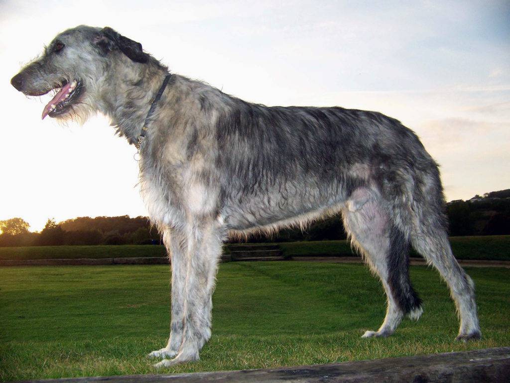 Какие породы собак являются самыми большими в мире на сегодняшний день