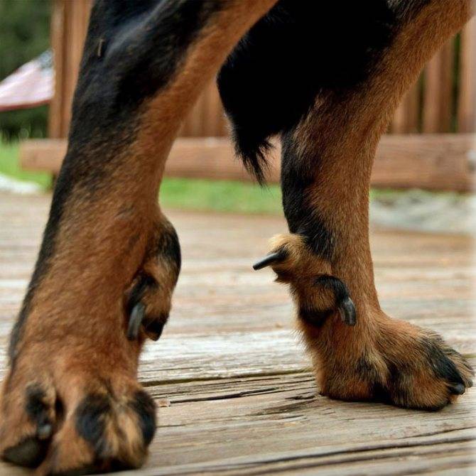 Количество пальцев у собак: преимущества и недостатки пятого пальца