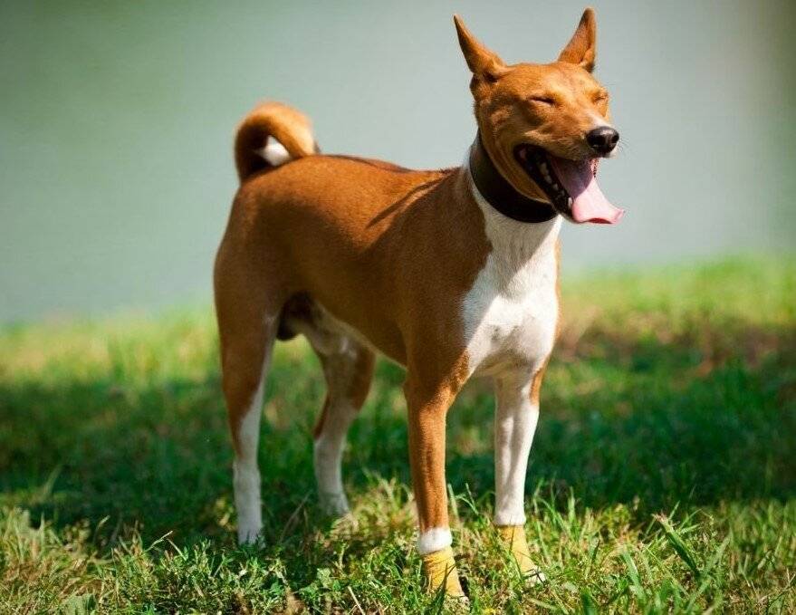 Топ-10 самых умных пород собак | hidogs.ru - описание и фото собак
