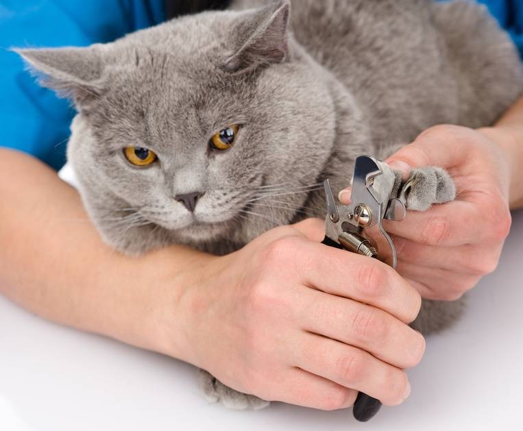 Как самостоятельно подстричь когти коту в домашних условиях
