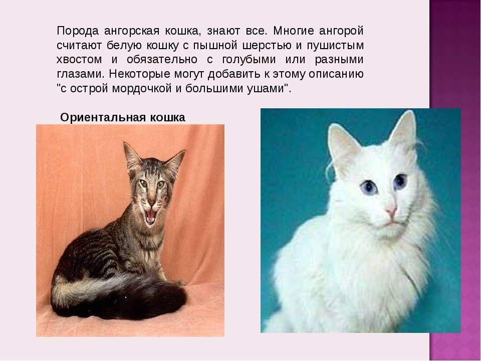 Турецкая ангора (ангорская кошка): фото, описание породы, характер и содержание