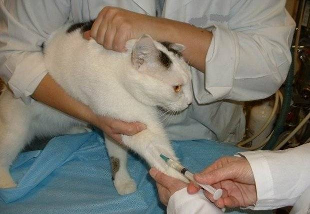 Учимся делать укол кошке в холку и внутремышечно