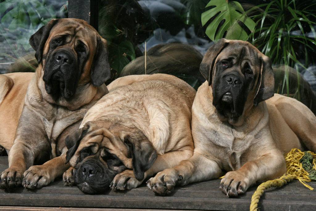 Описание породы собак алано (испанский бульдог) с отзывами владельцев и фото
