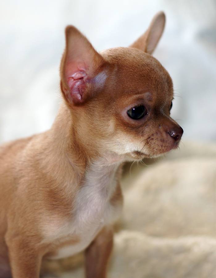 Собака чихуахуа: описание породы, видео и фото, характер, уход и содержание