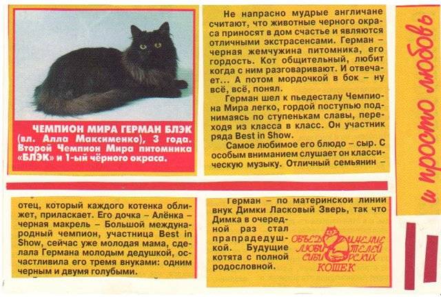 Сибирская кошка: описание породы с фото, характер и воспитание