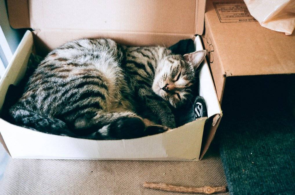Почему кошкам нравятся пакеты и коробки, из-за чего коты любят в них сидеть и спать?