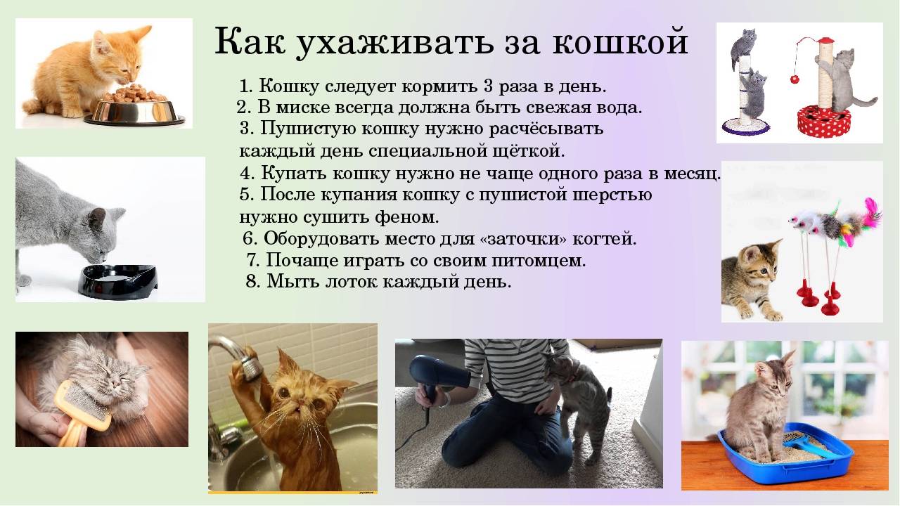 Правила ухода за собакой при содержании в квартире: как нужно содержать, условия