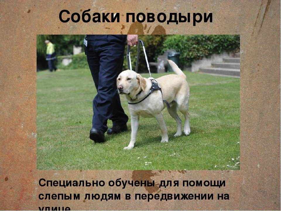 Собаки-поводыри для слепых и слабовидящих людей