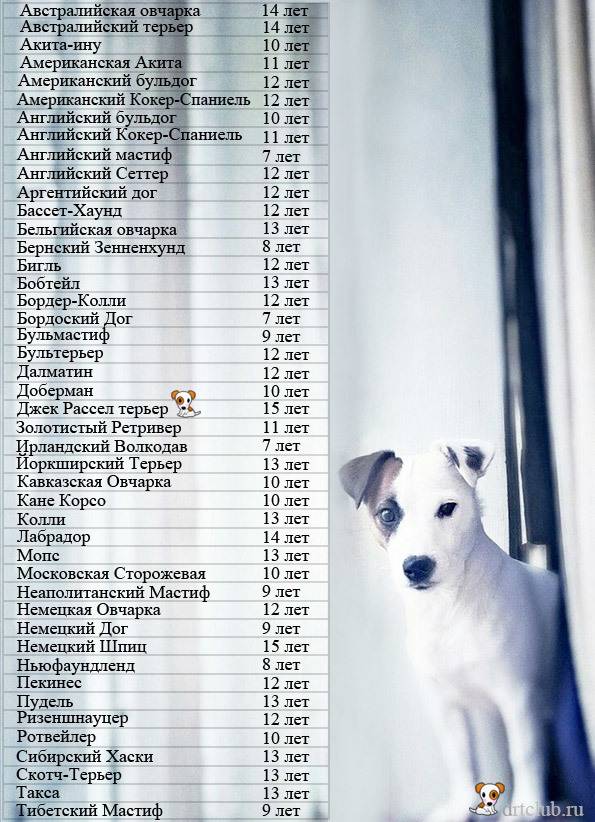 Таблица соотношения возраста собаки и человека - возраст собаки по человеческим меркам. - petstime.ru