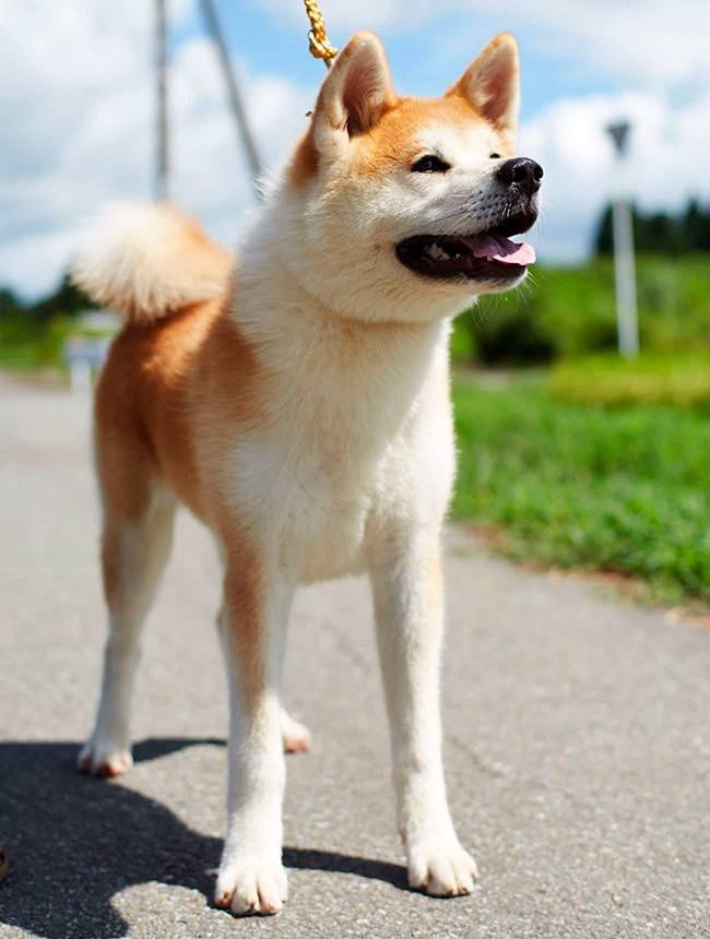 Японские породы собак: описание внешности и особенностей характера