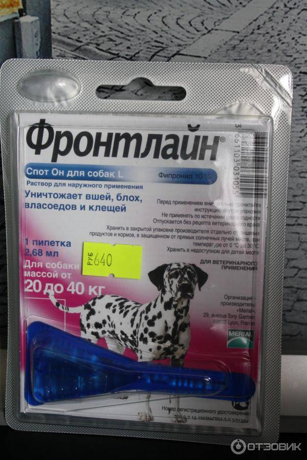 Лучшее средство от блох для кошек - препараты, ошейники, народные средства - kotiko.ru