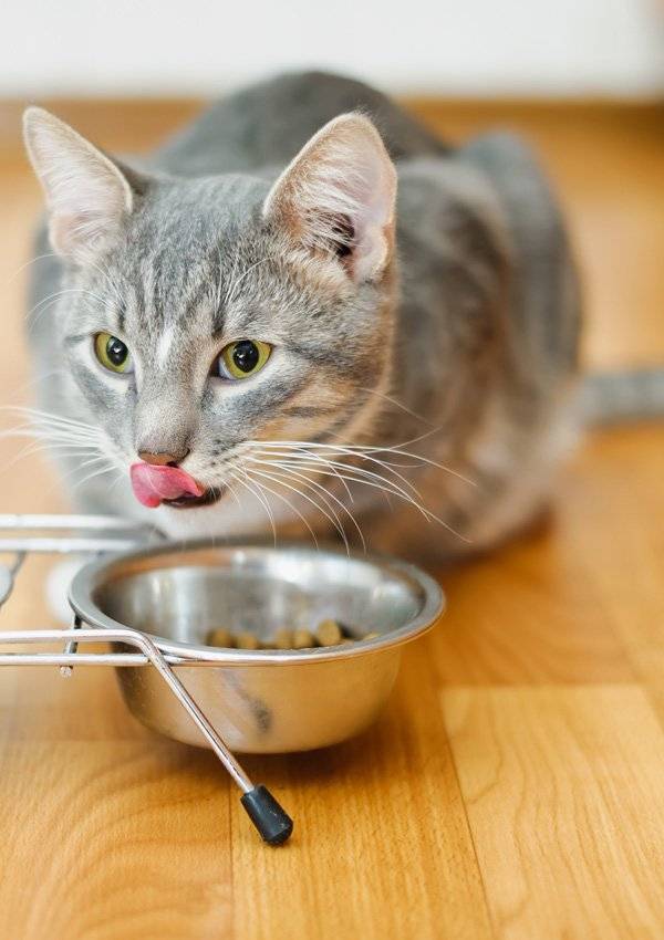 Почему кошки закапывают еду?