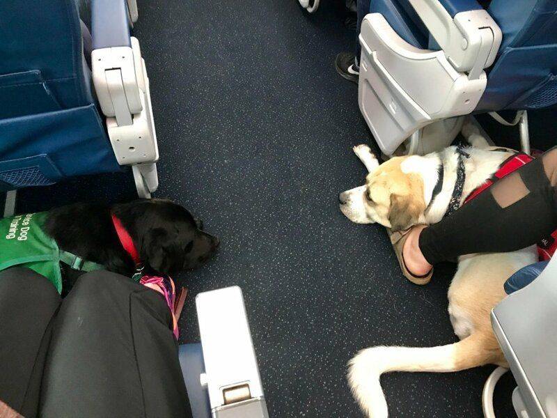 Перевозка животных в самолете – блог купибилет