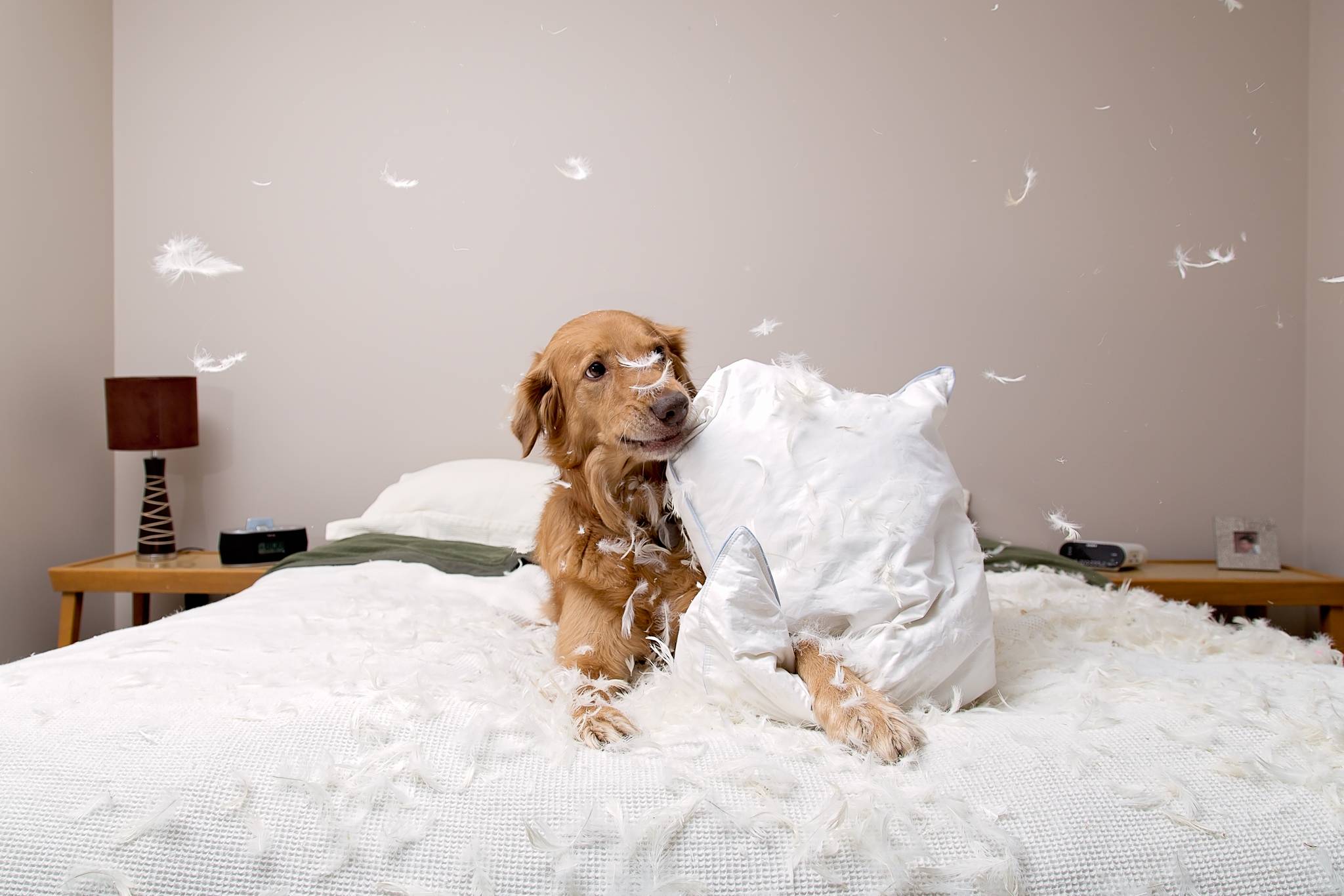 Почему собака писает на кровать | dog-care - журнал про собак