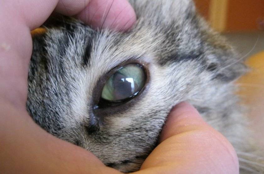 Варианты как можно помочь котенку если у него не открываются или слезятся глаза