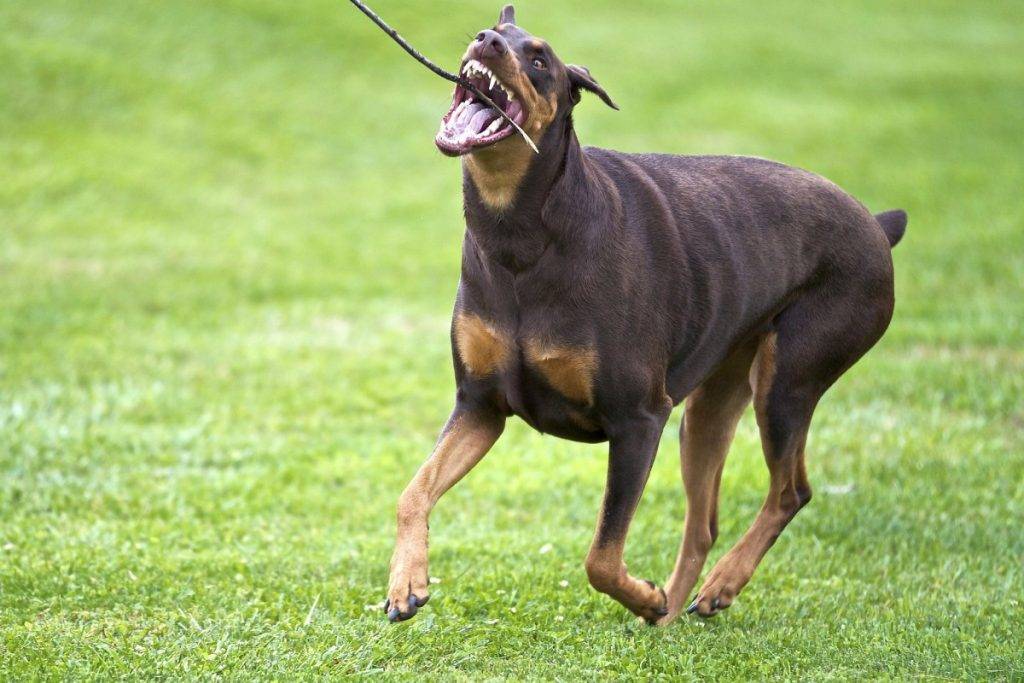 Самые злые собаки в мире: топ-10 | фото