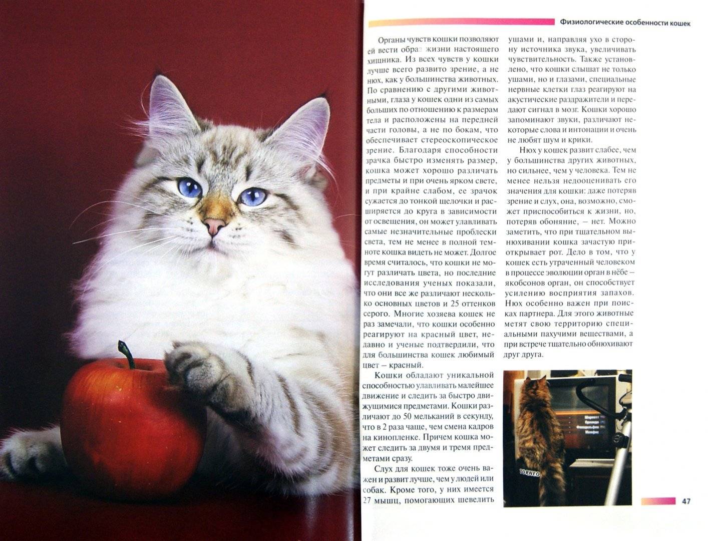 Сибирская кошка: фото, описание породы, характер, здоровье, уход и содержание