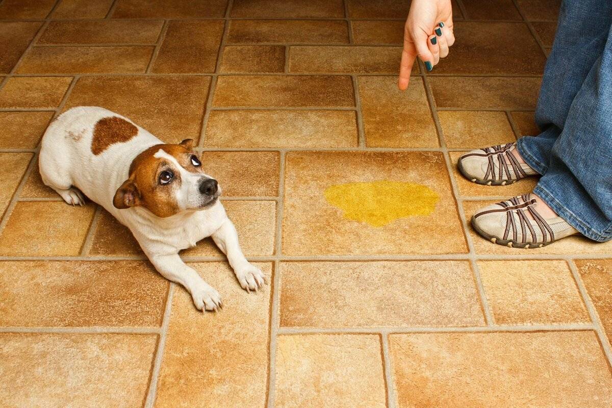 Как отучить собаку подбирать с земли на улице | блог ветклиники "беланта"