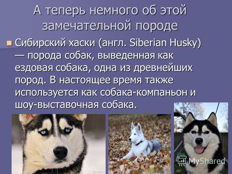 Сибирская хаски: описание породы, характер, фото