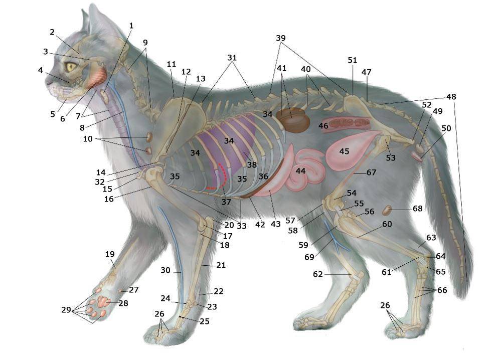 Сколько пальцев у кота: норма на задних и передних лапах, возможные патологии