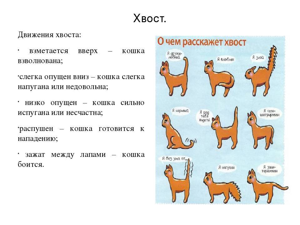 Кошачий язык: как понять кошку, краткий словарь переводчик, как ответить